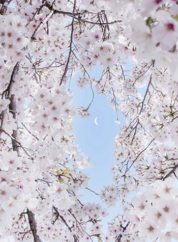 wallpaper murakami cherry blossom
